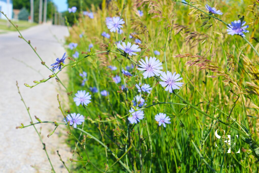 Wildflower Inspiration in Iowa