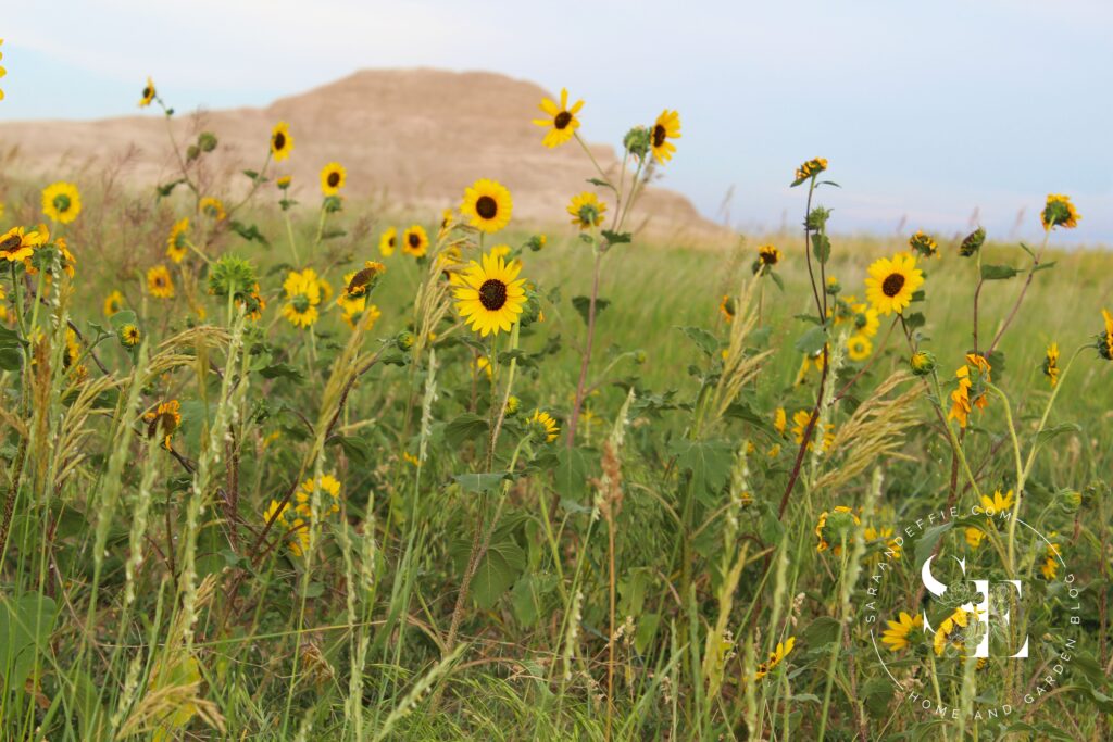 Wild Sunflowers at the Badlands