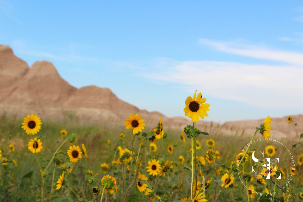 Wild Sunflowers at the Badlands