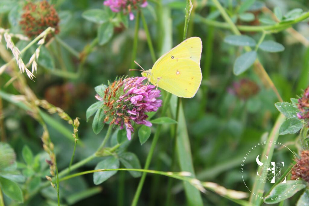 Wildflower Inspiration in Iowa